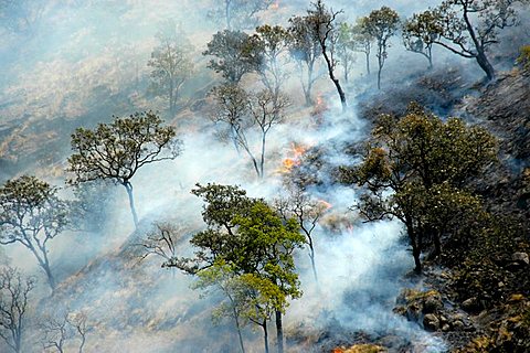 Forest fire trees smoke Jagat Annapurna Region Nepal