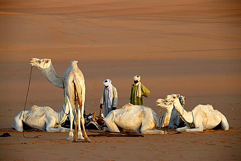 Tuareg care about their white camels in the desert Mandara Libya