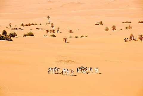 Tuareg walk with camels through the desert and sporadic palm trees Mandara Libya