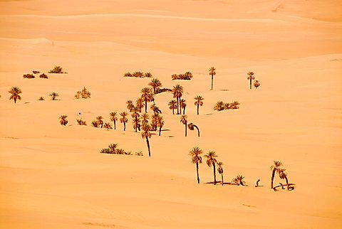 Sporadic Phoenix palm trees in the sand Mandara Libya