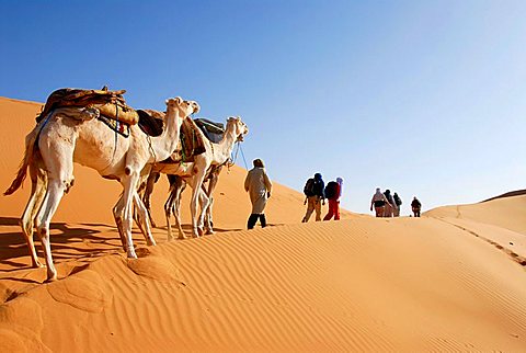 Camel trekking through the desert Mandara Libya