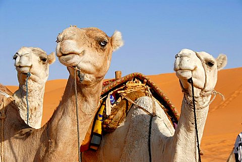 Three camels look in one direction Mandara Libya