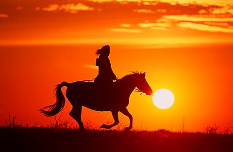 Woman riding Konik horse at sunset, North Rhine-Westphalia, Germany