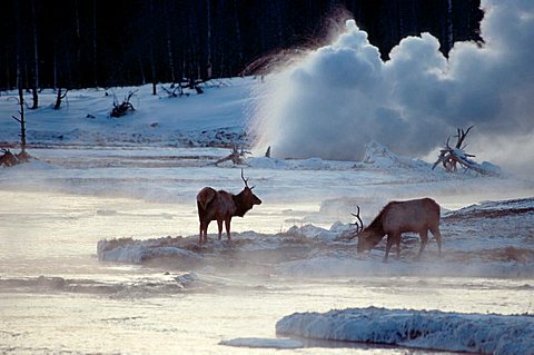 Elks and geyser, Biscuit Basin, Yellowstone national park, Wyoming, USA / (Cervus canadensis)