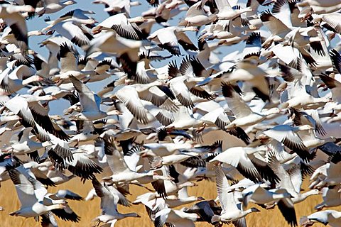 Snow Geese, Bosque del Apache, New Mexico, USA / (Anser caerulescens)