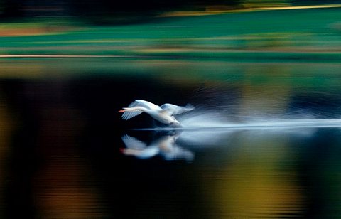 Mute Swan, Baden-Wurttemberg, Germany / (Cygnus olor)