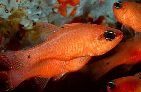 Cardinalfish, Mediterranean Sea / (Apogon imberbis)