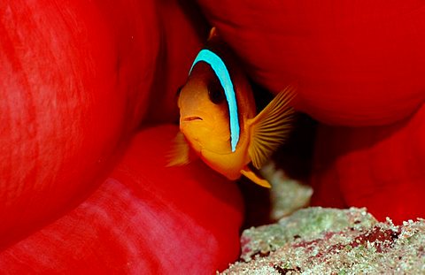 Black-footed Clownfish, Indian Ocean / (Amphiprion nigripes)