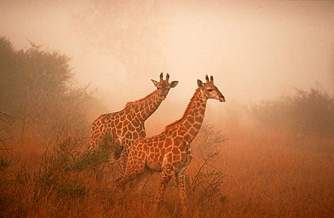 Giraffes in morning haze, Kruger national park, South Africa / (Giraffa camelopardalis)