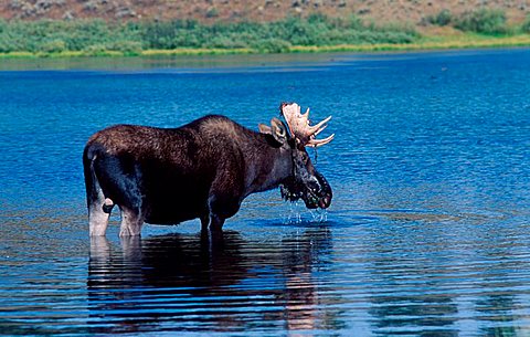 Moose bull, nationalpark Grand Teton, Wyoming, USA (Alces alces)