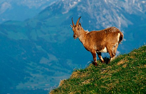 Alpine Ibex, female, Switzerland (Capra ibex) Alps