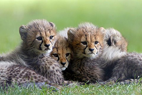 Cheetah, cubs (Acinonyx jubatus)