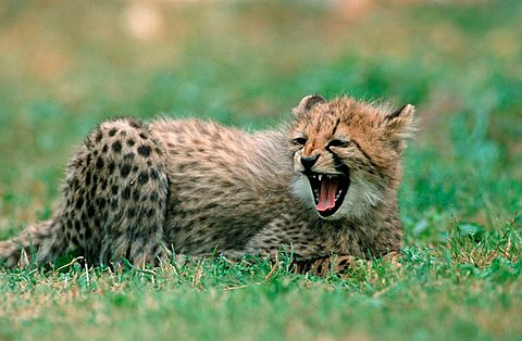 Cheetah, cub (Acinonyx jubatus)