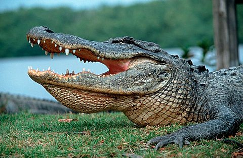 American Alligator, Everglades national park, Florida, USA (Alligator mississippiensis)