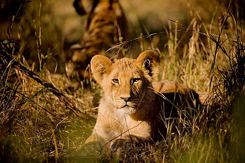 Lion (Panthera leo) cub lying in the grass, Okavango Delta, Botswana, Africa