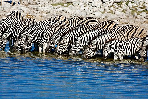 Zebras (Equus) drinking from a waterhole, Okaukuejo, Etosha National Park, Namibia, Africa