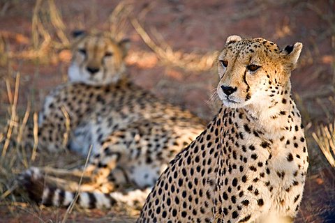 Two Cheetahs (Acinonyx jubatus)