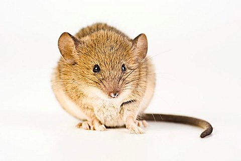 House Mouse (Mus musculus)