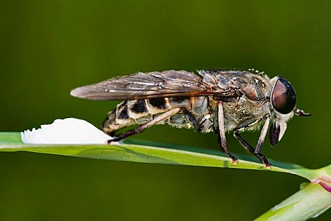 Dark Giant Horsefly (Tabanus sudeticus) laying eggs