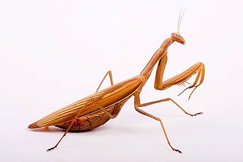 Praying Mantis (Mantis religiosa)