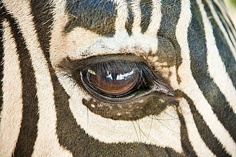 Eye of a Zebra