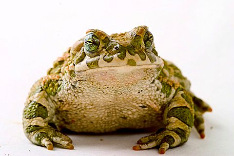 toad (Bufo viridis)