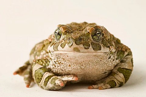 toad (Bufo viridis)