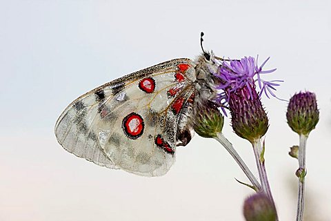 Apollo or Mountain Apollo butterfly (Parnassius apollo), Eichstaett, Bavaria, Germany, Europe