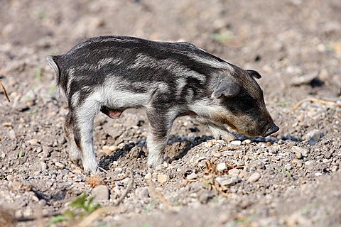 Mangalitsa Pig also Curly-hair hog (Sus scrofa domesticus), piglet, Lake Neusiedl, Burgenland, Austria, Europe