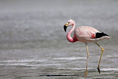 Flamingo (Phoenicoparrus), Altiplano, Bolivia, South America