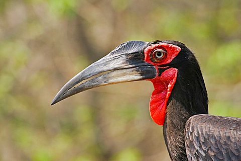 Southern Ground Hornbill (Bucorvus leadbeateri), Moremi Nationalpark, Moremi Wildlife Reserve, Okavango Delta, Botswana, Africa