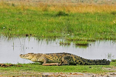 Nile crocodile (Crocodylus niloticus), Moremi Nationalpark, Moremi Wildlife Reserve, Okavango Delta, Botswana, Africa