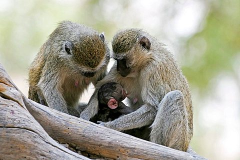 Chlorocebuses, vervet monkeys or green monkeys (Chlorocebus) with a baby, Moremi Nationalpark, Moremi Wildlife Reserve, Okavango Delta, Botswana, Africa