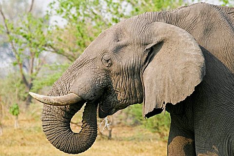 African Elephant (Loxodonta africana) drinks water, Moremi Nationalpark, Moremi Wildlife Reserve, Okavango Delta, Botswana, Africa