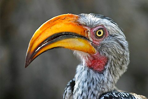 Yellow-billed Hornbill or flying banana (Tockus flavirostris), Nxai Pan, Makgadikgadi Pans National Park, Botswana, Africa