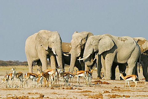 African Elephants (Loxodonta africana) and springboks (Antidorcas marsupialis), Nxai Pan, Makgadikgadi Pans National Park, Botswana, Africa