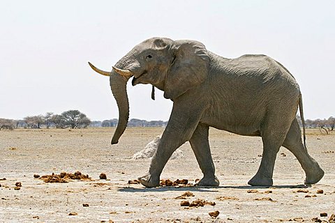 African Elephant (Loxodonta africana) Nxai Pan, Makgadikgadi Pans National Park, Botswana, Africa