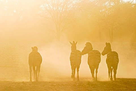 Plains Zebras (Equus quagga burchelli) in the dusty backlight in the dry riverbed, Boteti River, Khumaga, Makgadikgadi Pans National Park, Botswana, Africa