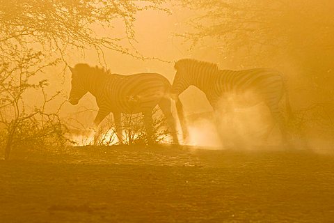 Plains Zebra (Equus quagga burchelli) in the dusty backlight in the dry riverbed, Boteti River, Khumaga, Makgadikgadi Pans National Park, Botswana, Africa