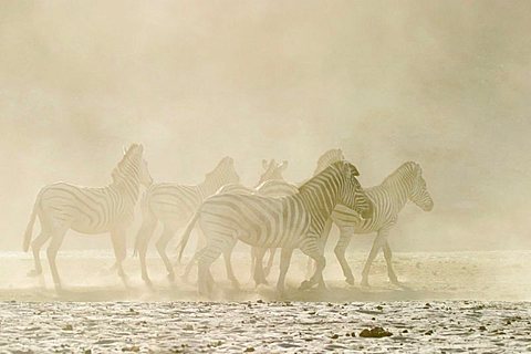 Plains Zebras (Equus quagga burchelli) in the dusty dry riverbed, Boteti River, Khumaga, Makgadikgadi Pans National Park, Botswana, Africa