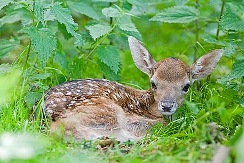 European fallow deer, fawn - (Dama dama dama)