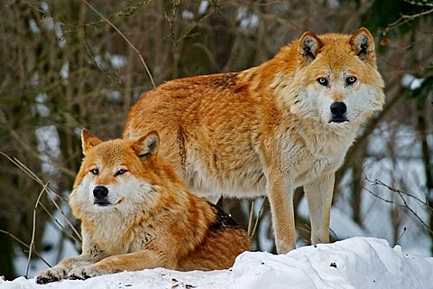 European wolfs (Canis lupus lupus) in winter