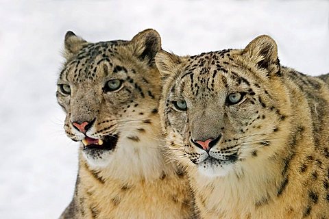 Snow leopards (Uncia uncia) in winter