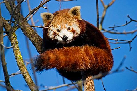 Red Panda (lat. Ailurus fulgens)