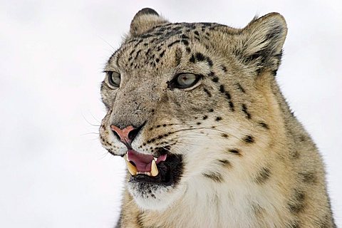 Hissing Snow leopard (Uncia uncia) in winter