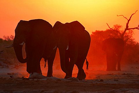 African elephants (Loxodonta africana) sunset. Savuti, Chobe National Park, Botswana, Africa