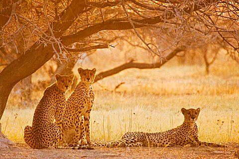 cheetahs (Acinonyx jubatus) in the early morning backlight, Nxai Pan, Makgadikgadi Pan National Park, Botswana, Africa