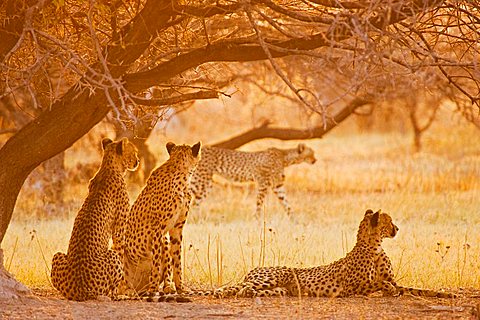 cheetahs (Acinonyx jubatus) in the early morning backlight, Nxai Pan, Makgadikgadi Pan National Park, Botswana, Africa