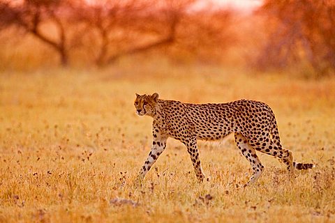 cheetah (Acinonyx jubatus) in the early morning backlight, Nxai Pan, Makgadikgadi Pan National Park, Botswana, Africa