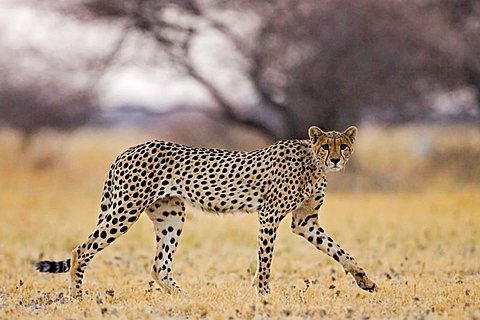 cheetah (Acinonyx jubatus) in morning backlight, Nxai Pan, Makgadikgadi Pan National Park, Botswana, Africa